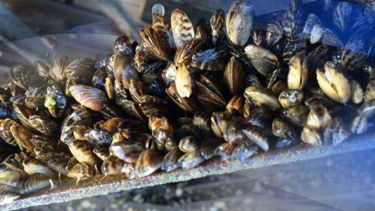 Minnesota DNR Finds Zebra Mussels In Cass County Lake - KSTP.com 5 ...