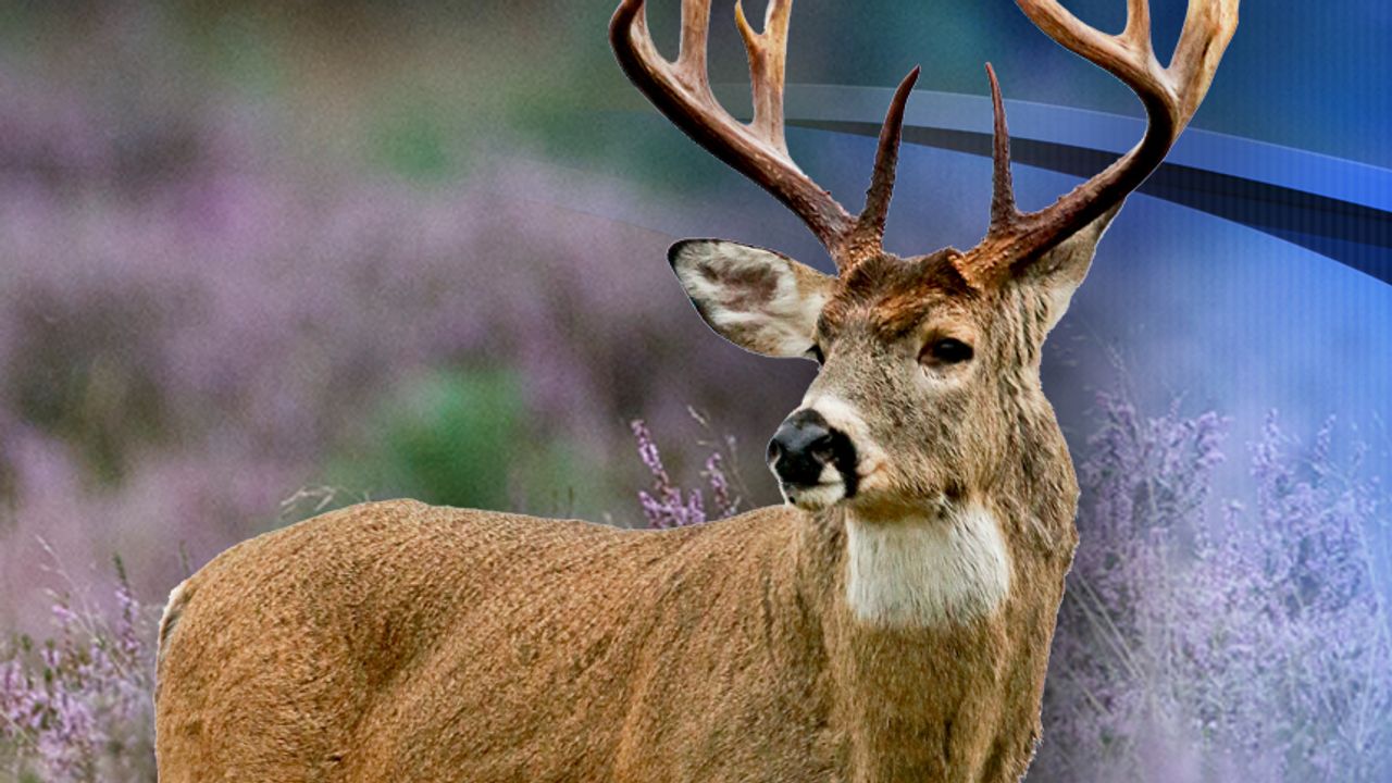 CWD infects wild deer in Grand Rapids, DNR to update response plan - KSTP. com Eyewitness News