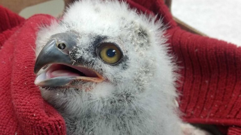 The Raptor Center receives 2-week-old owlet - KSTP.com 5 Eyewitness News