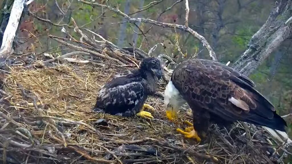 Bald eagle chick on DNR EagleCam dies after being pushed from nest ...