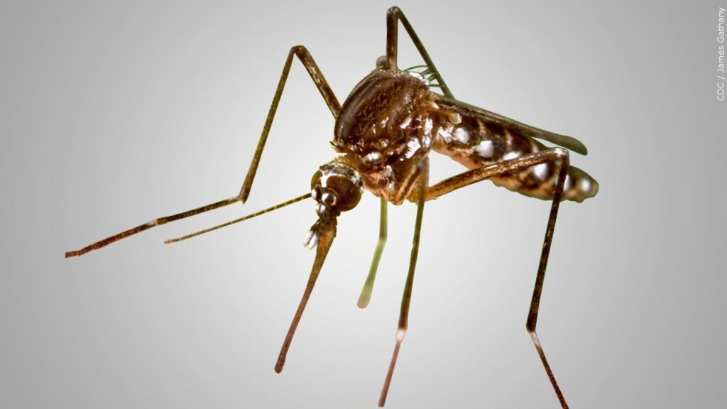 mosquito larvae in kitchen sink