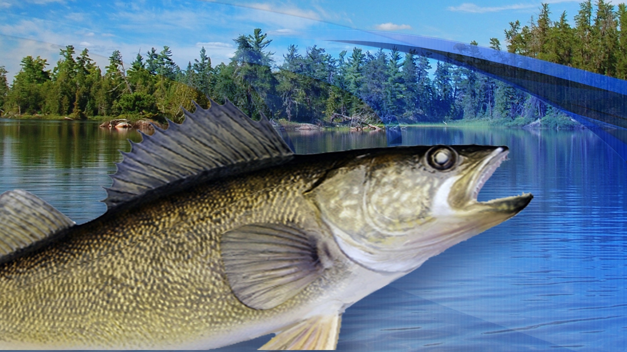 DNR announces relaxed summer walleye fishing restrictions on Mille