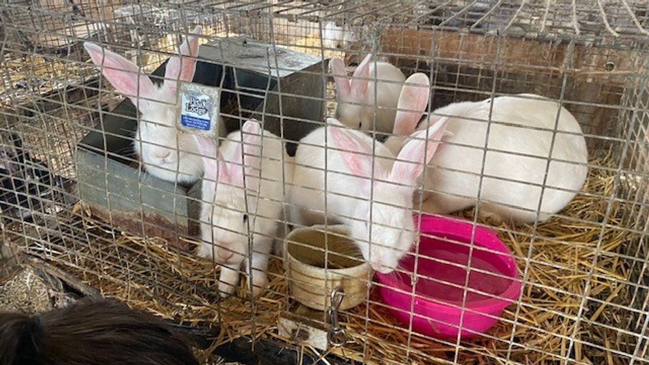 Peacebunny Foundation president charged with animal cruelty after more than  40 dead rabbits found by police  5 Eyewitness News