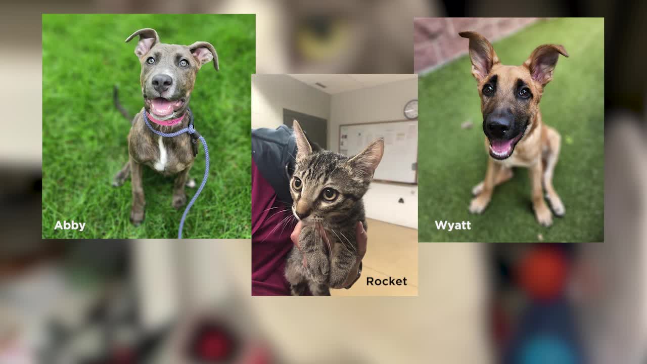 Minneapolis Animal Care and Control cancels free adoptions after successful first day