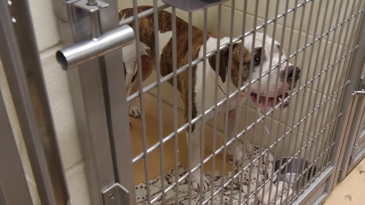 Animal control working to reunite pets with owners after Fourth of July  fireworks  5 Eyewitness News