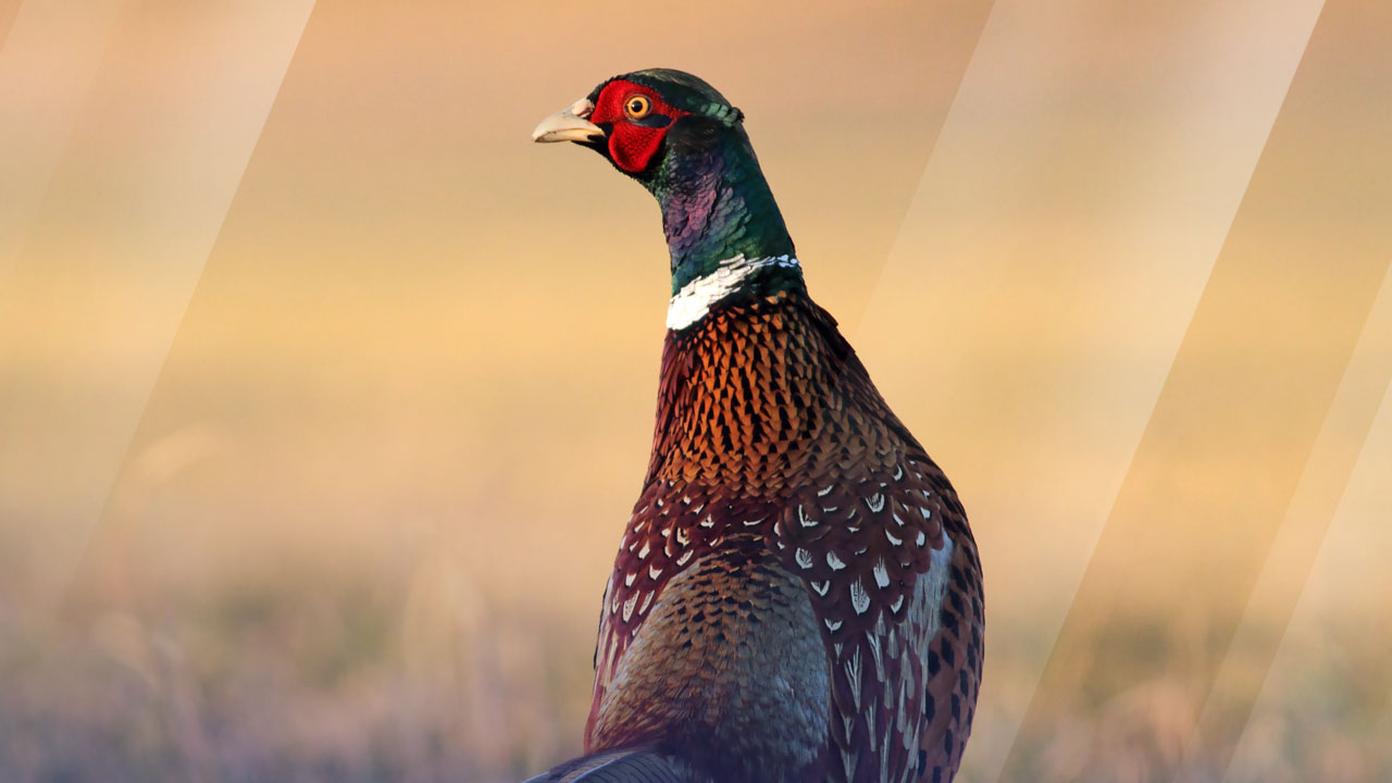Owatonna announced as host of 2023 Governor's Pheasant Hunting Opener