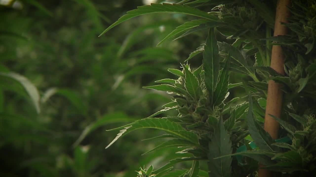 Walz to sign recreational marijuana bill into law Tuesday