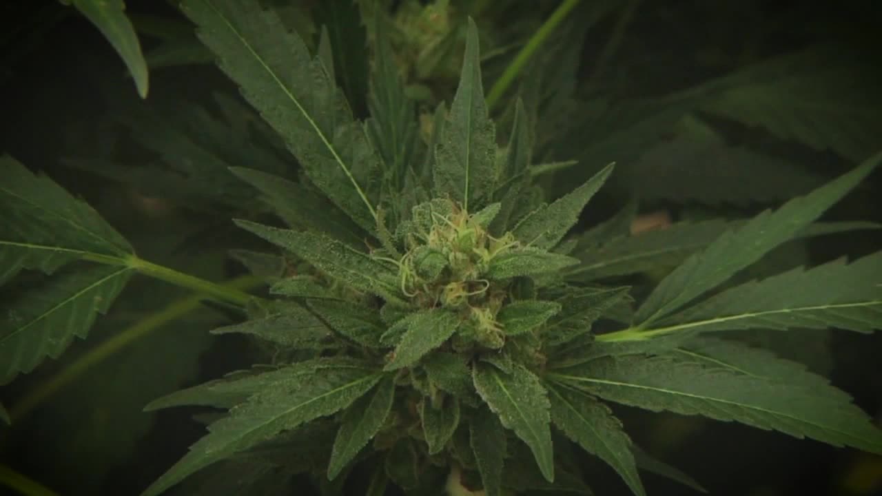 House DFL introduces bill to legalize recreational marijuana