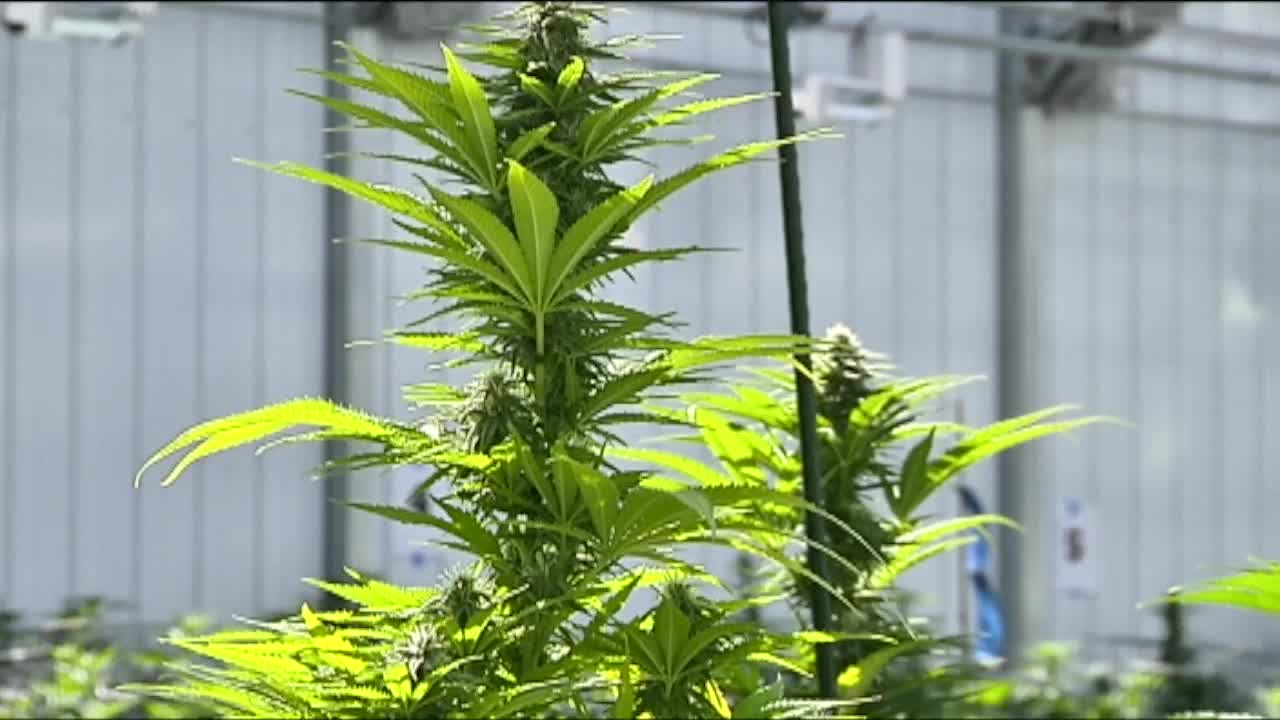 White Earth Nation opens marijuana dispensary - KSTP.com 5 Eyewitness News