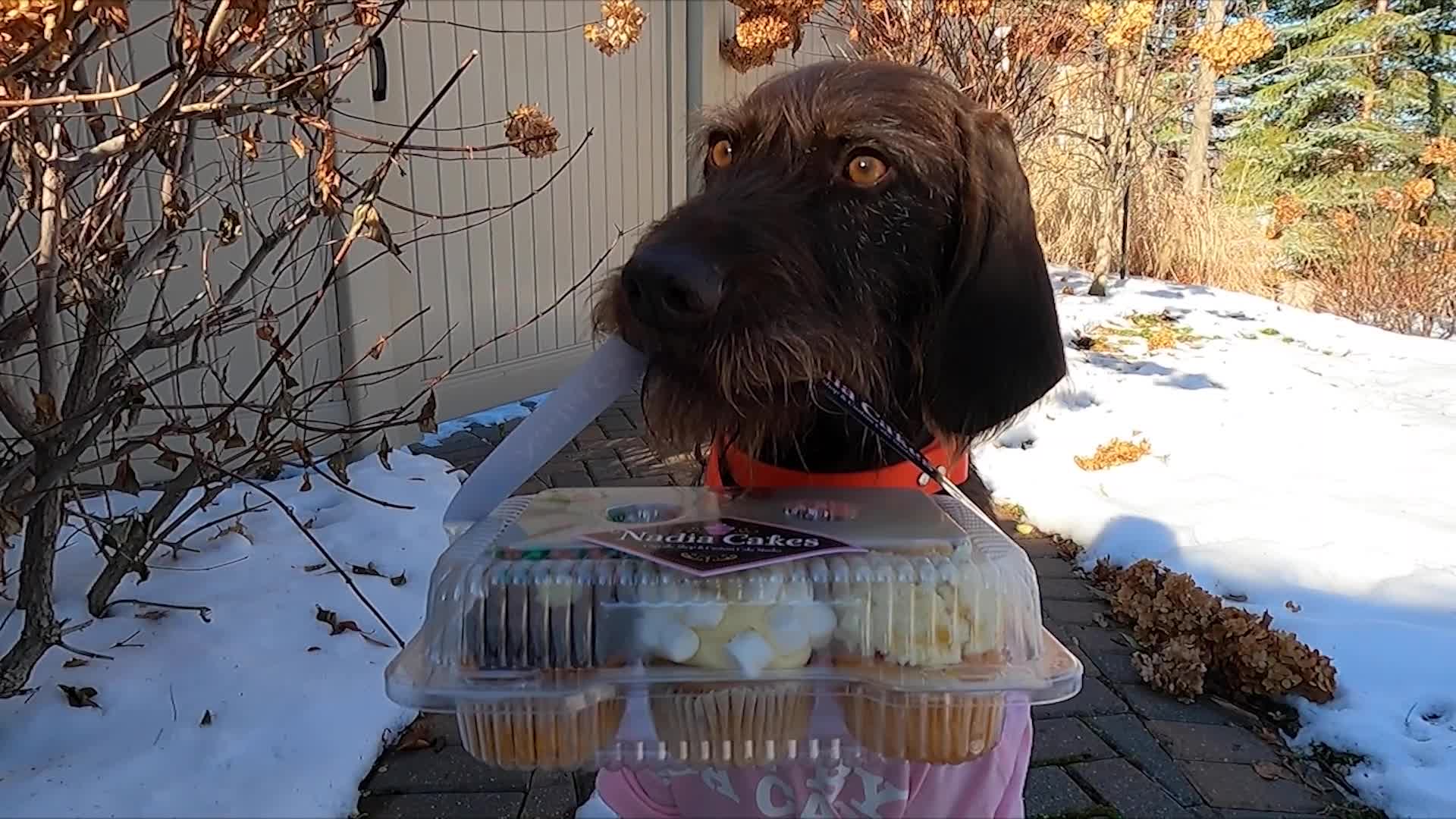 Twin Cities dog goes viral after appearing in cupcake delivery video -   5 Eyewitness News