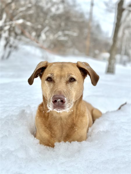 PHOTOS: Animals play in fresh Minnesota snow  5 Eyewitness News