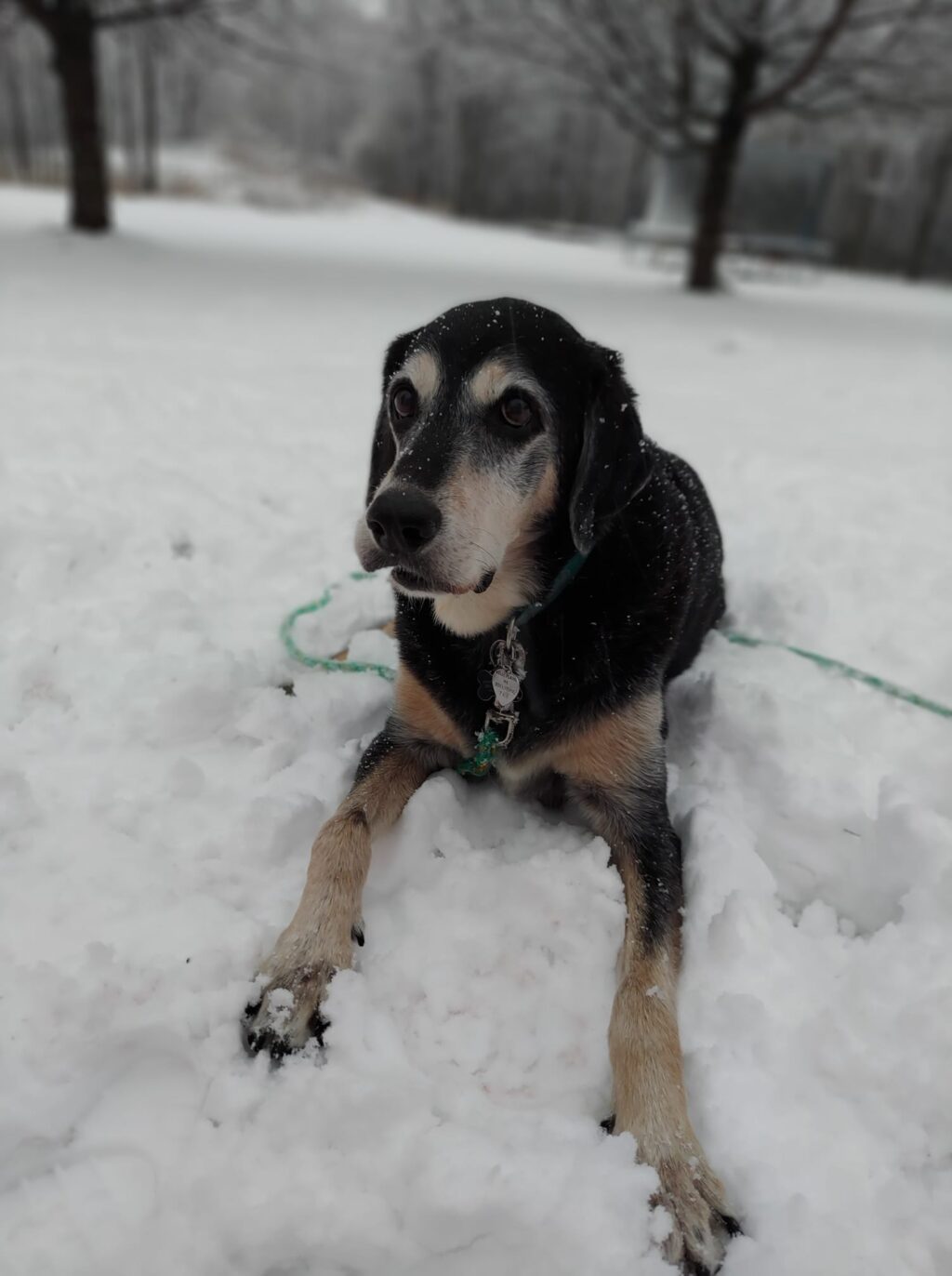 Photos: Animals Play In Fresh Minnesota Snow - Kstp.com 5 Eyewitness News