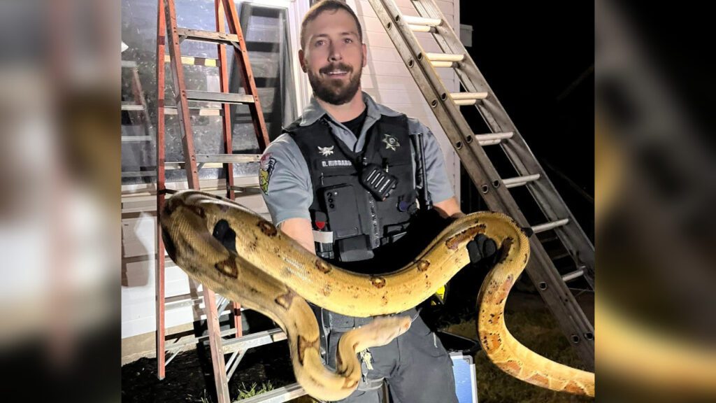 Wisconsin Deputies Rescue Giant Snake From Roof Of Home - KSTP.com 5 ...