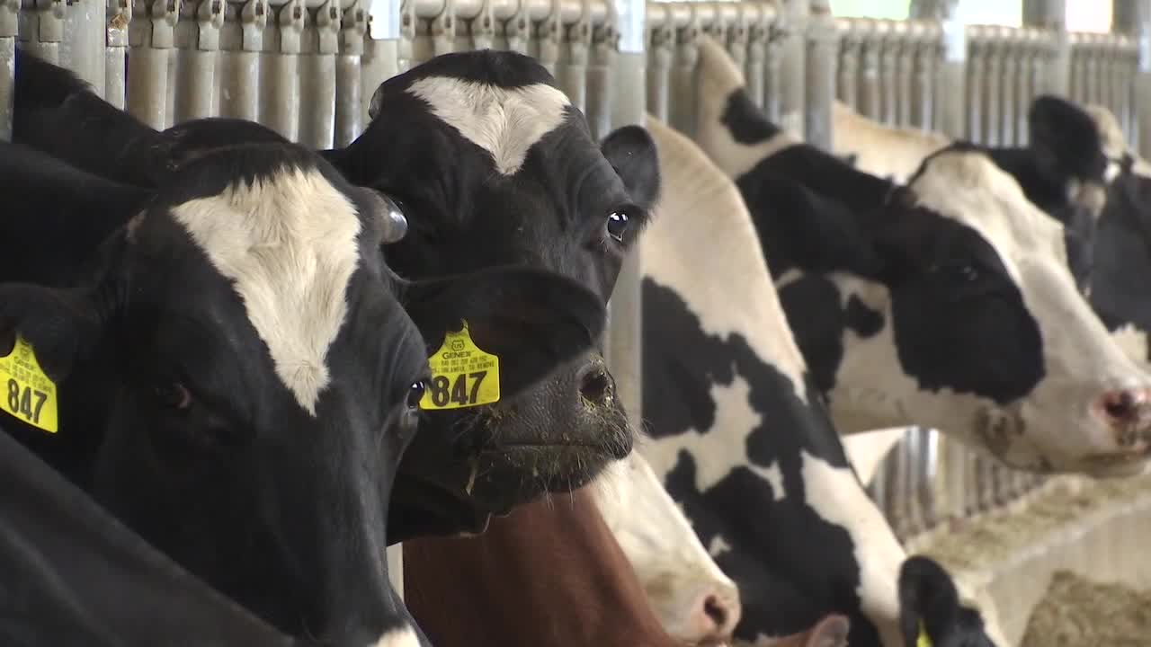 Minnesota lost over 1,000 dairy farms in the last four years says ...
