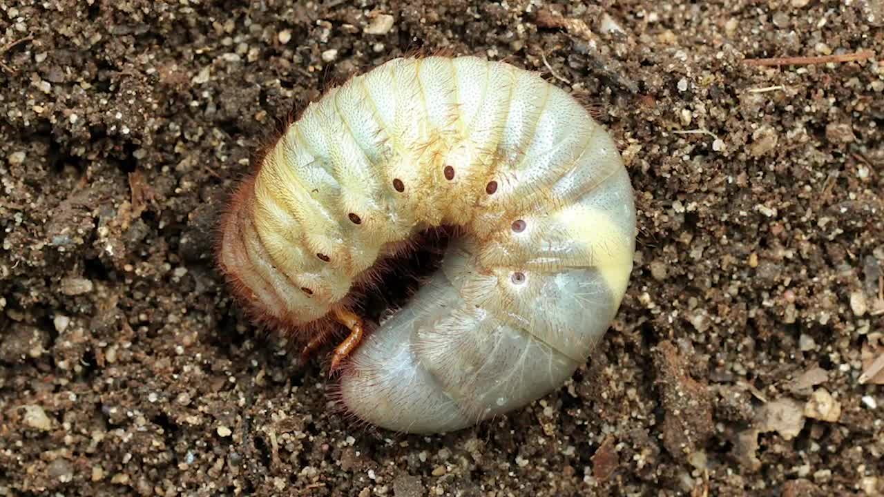 How to prevent grub worms from tearing up your lawn -  5 Eyewitness  News