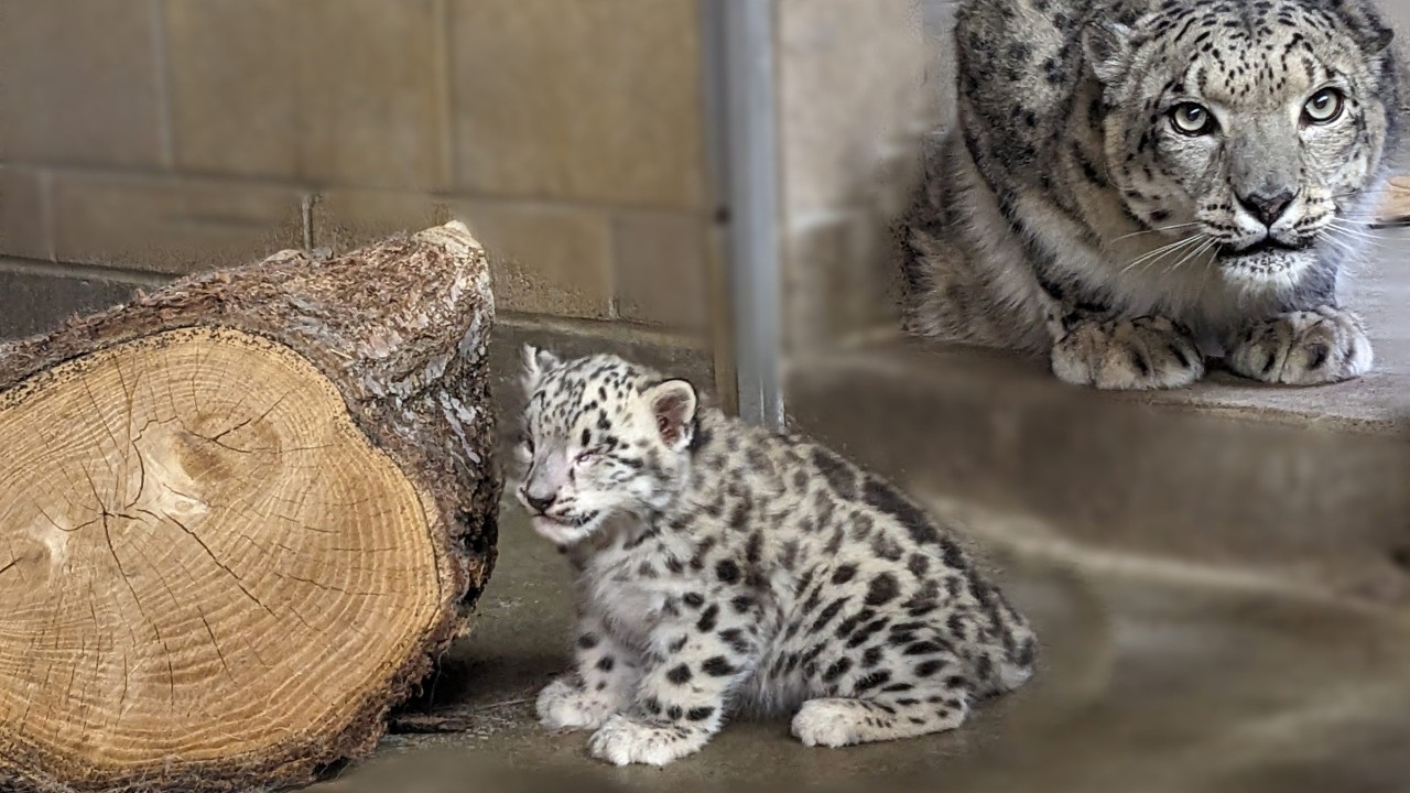 Baby snow leopard makes first appearance at Como Zoo -  5  Eyewitness News