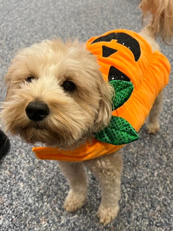 Dog Halloween pumpkin costume 2023