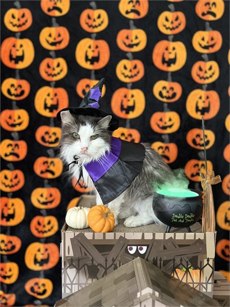 Witch cat Halloween