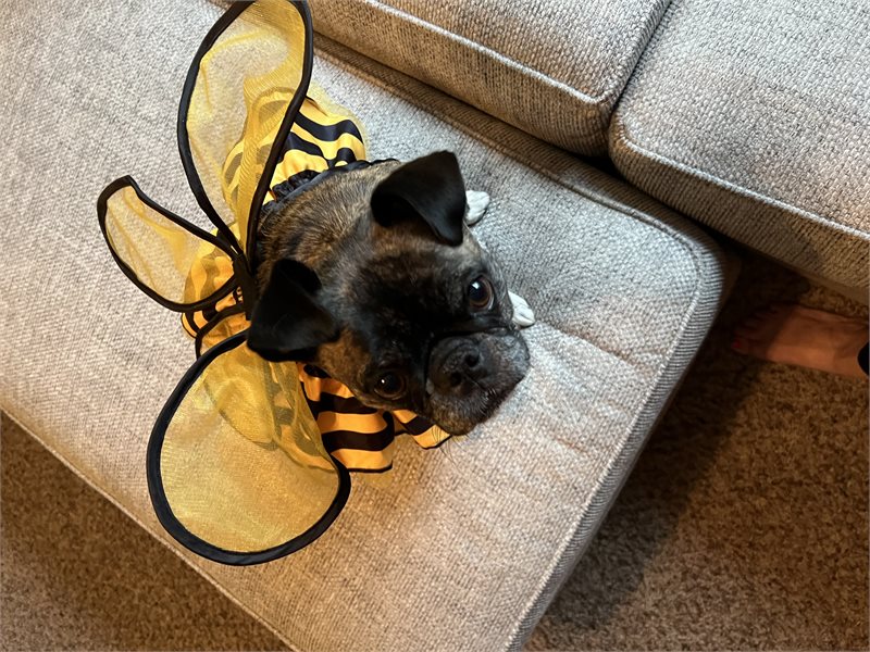 Bumblebee dog Halloween