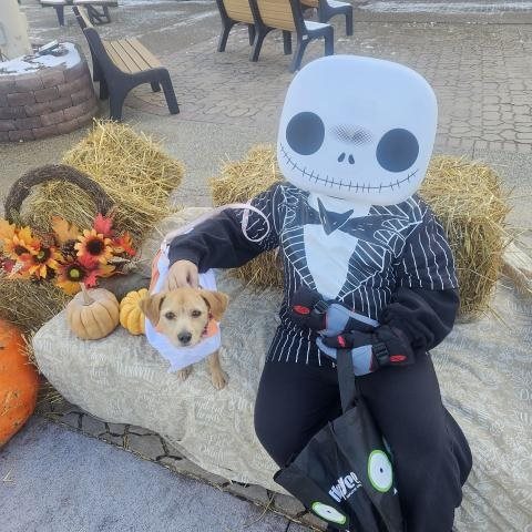 Halloween dog viewer photo