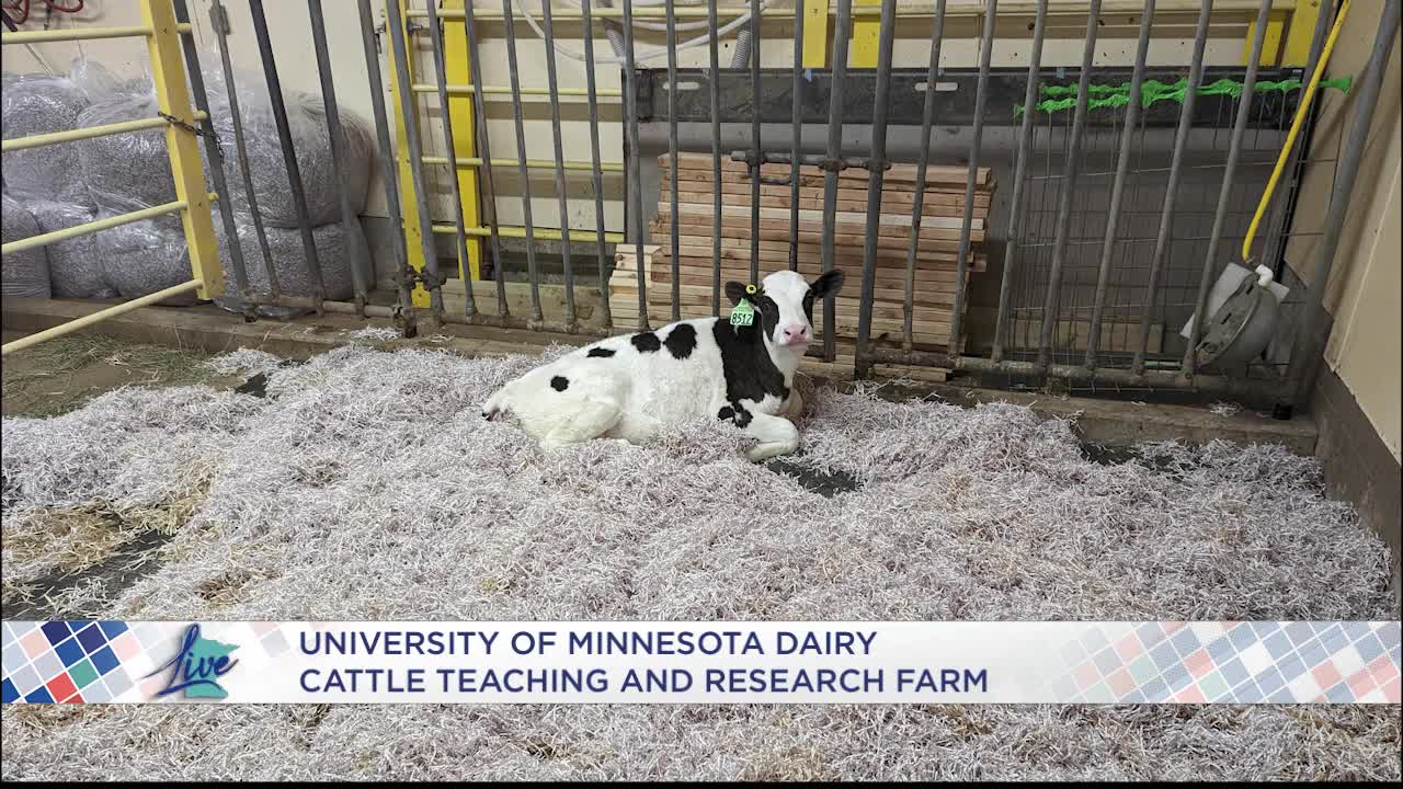 The University of Minnesota Dairy Farm - KSTP.com 5 Eyewitness News
