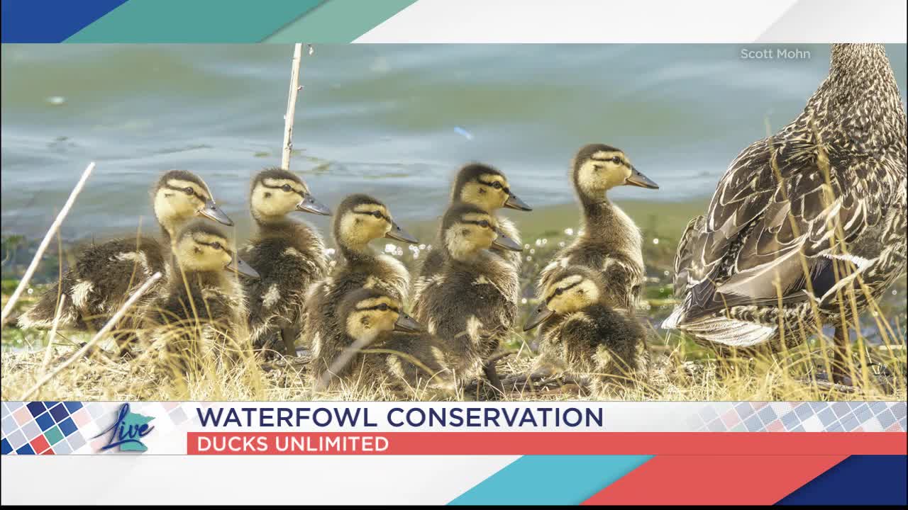 Ducks Unlimited -  5 Eyewitness News
