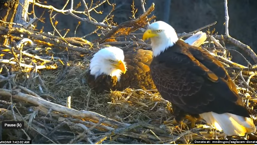 ‘EagleCam’ regresa el jueves con cambios después de que cayera un nido de 20 años la primavera pasada
