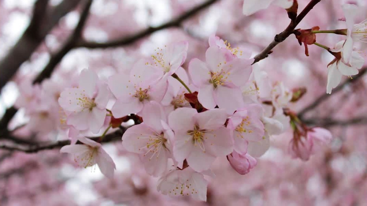 Interview: Cherry blossom celebration in St. Paul