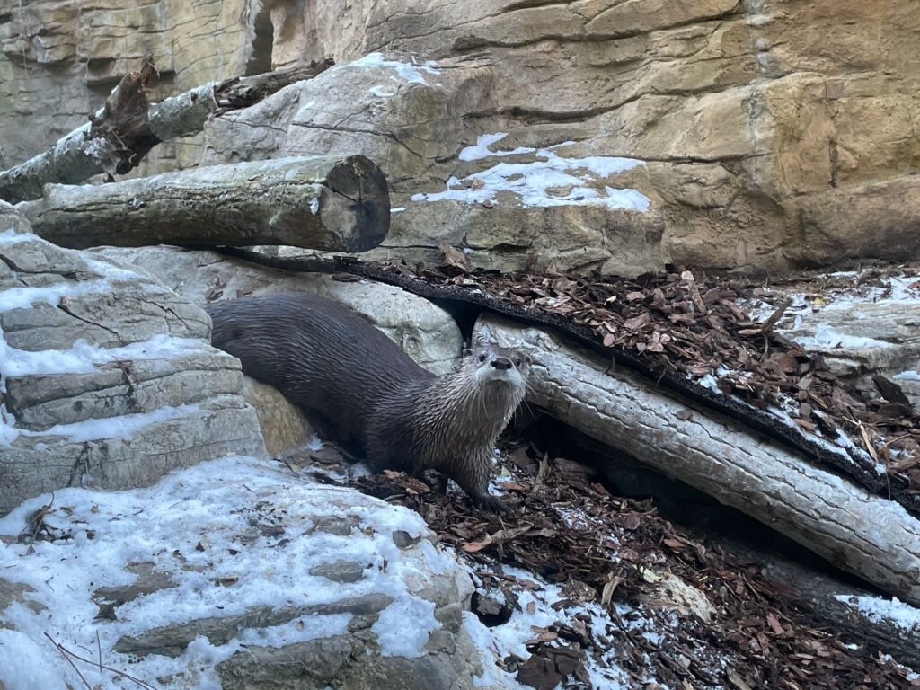 Minnesota Zoo Welcomes Adorable Baby Otter