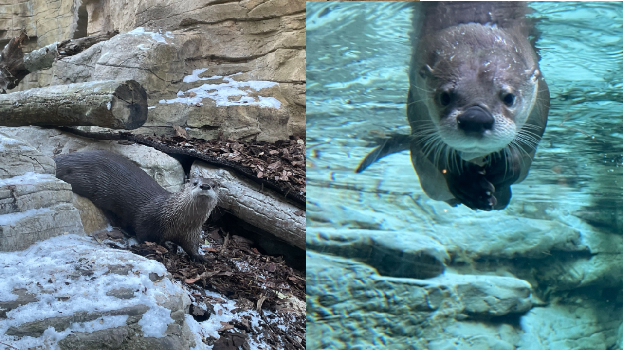 Minnesota Zoo Welcomes Adorable Baby Otter