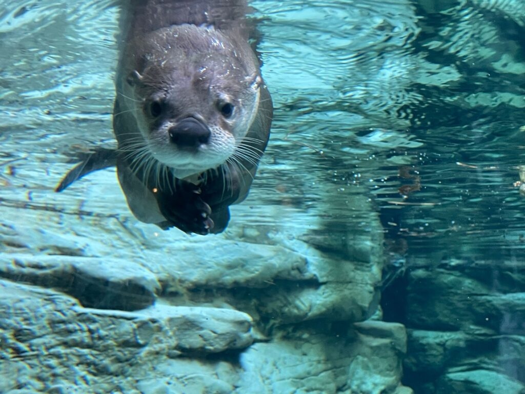 Minnesota Zoo Welcomes Adorable Baby Otter